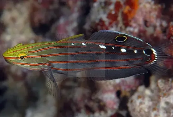 Court Jester Goby (Amblygobius rainfordi)