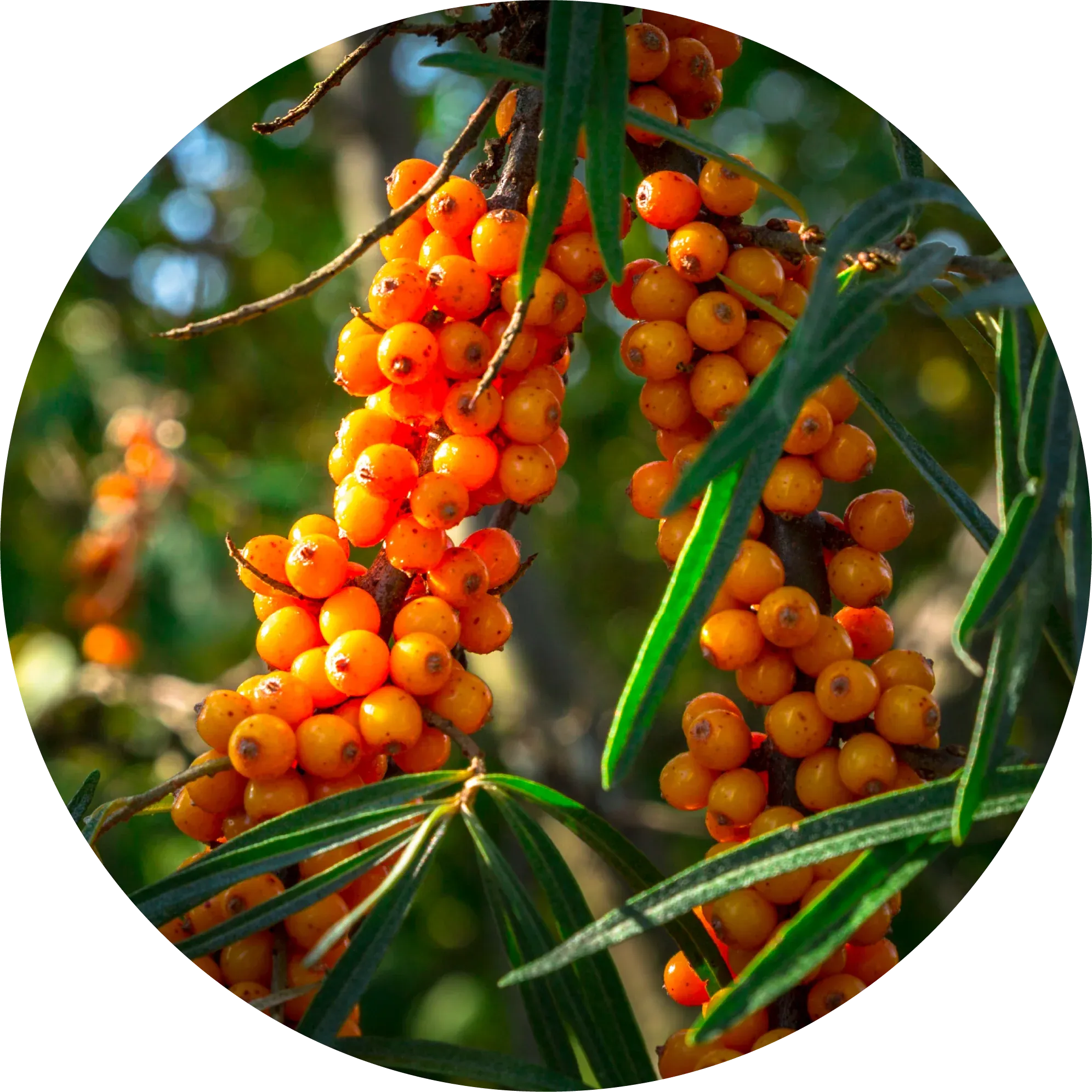 Seabuckthorn Carrier Oil - Living Libations